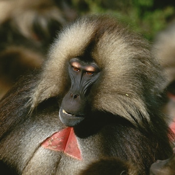 This is Bleeding Heart Monkey and this is obvious right?