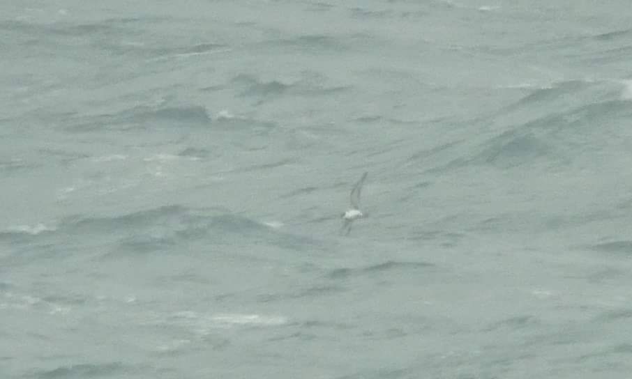westwalesbirds's tweet photo. A 4 Skua day at Strumble with @PGrennard and others. 1 Pom, 2 Long-tailed, Great and Arctic.
Also 3 Leach's and 2 juv Sab's.
Skuas not photogenic so here's a Great Shearwater from two days ago.
#strumble
@PembsBirds https://t.co/Sh3aPRdGHF