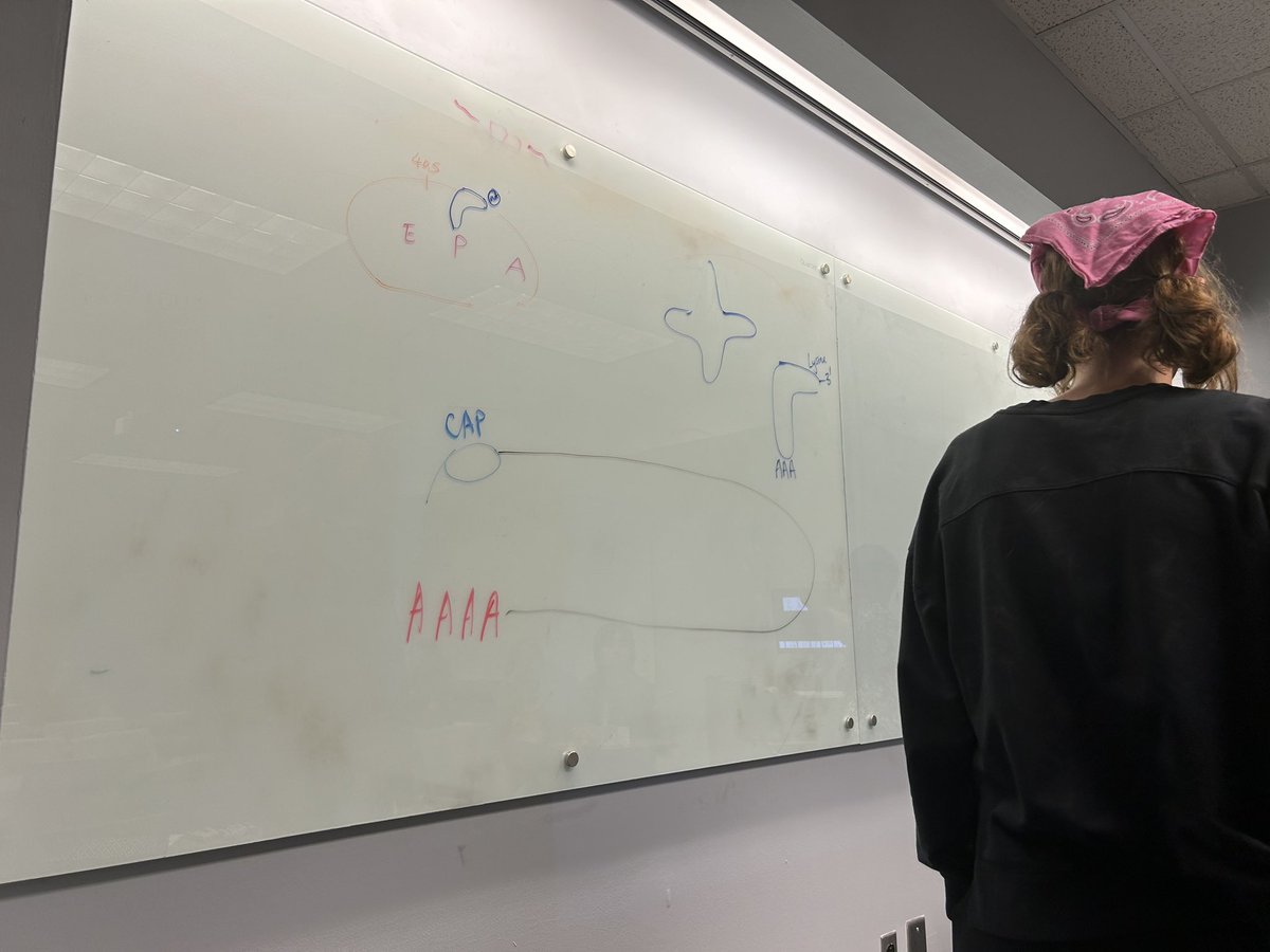Dr. Anita Corbett- (She/her) 🏳️🌈 (@acorbe2) on Twitter photo Fun with translation! Talking about ribosome heterogeneity with our amazing first year <a href="/EmoryBCDB/">Emory Biochemistry Cell & Developmental Biology</a> students! We have an outstanding class including two @emorymstp students Fun with translation! Talking about ribosome heterogeneity with our amazing first year <a href="/EmoryBCDB/">Emory Biochemistry Cell & Developmental Biology</a> students! We have an outstanding class including two @emorymstp students