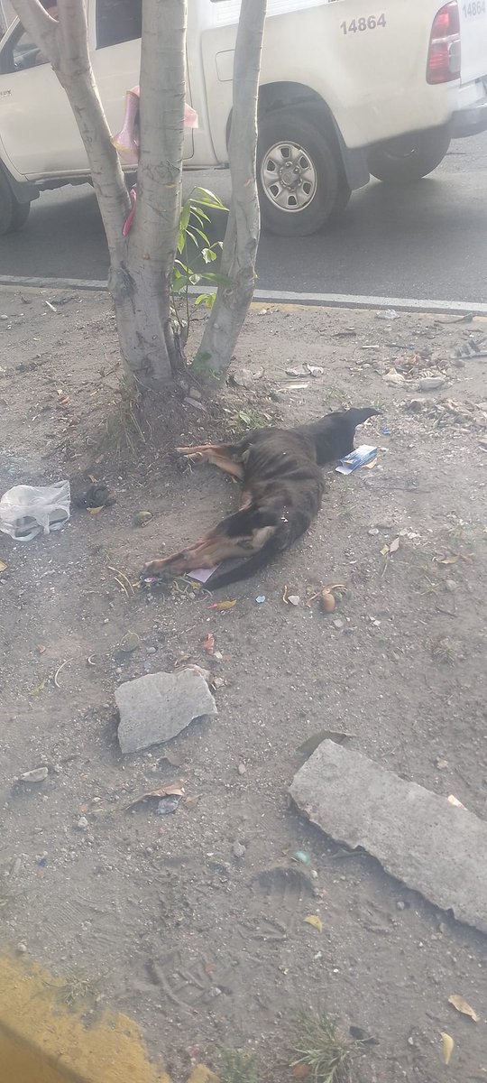 Este señor atropello a un perro en la Av Aragua y ni si quiera se bajo a darle los auxilios, se excuso diciendo que no le importaba y se fue a la fuga