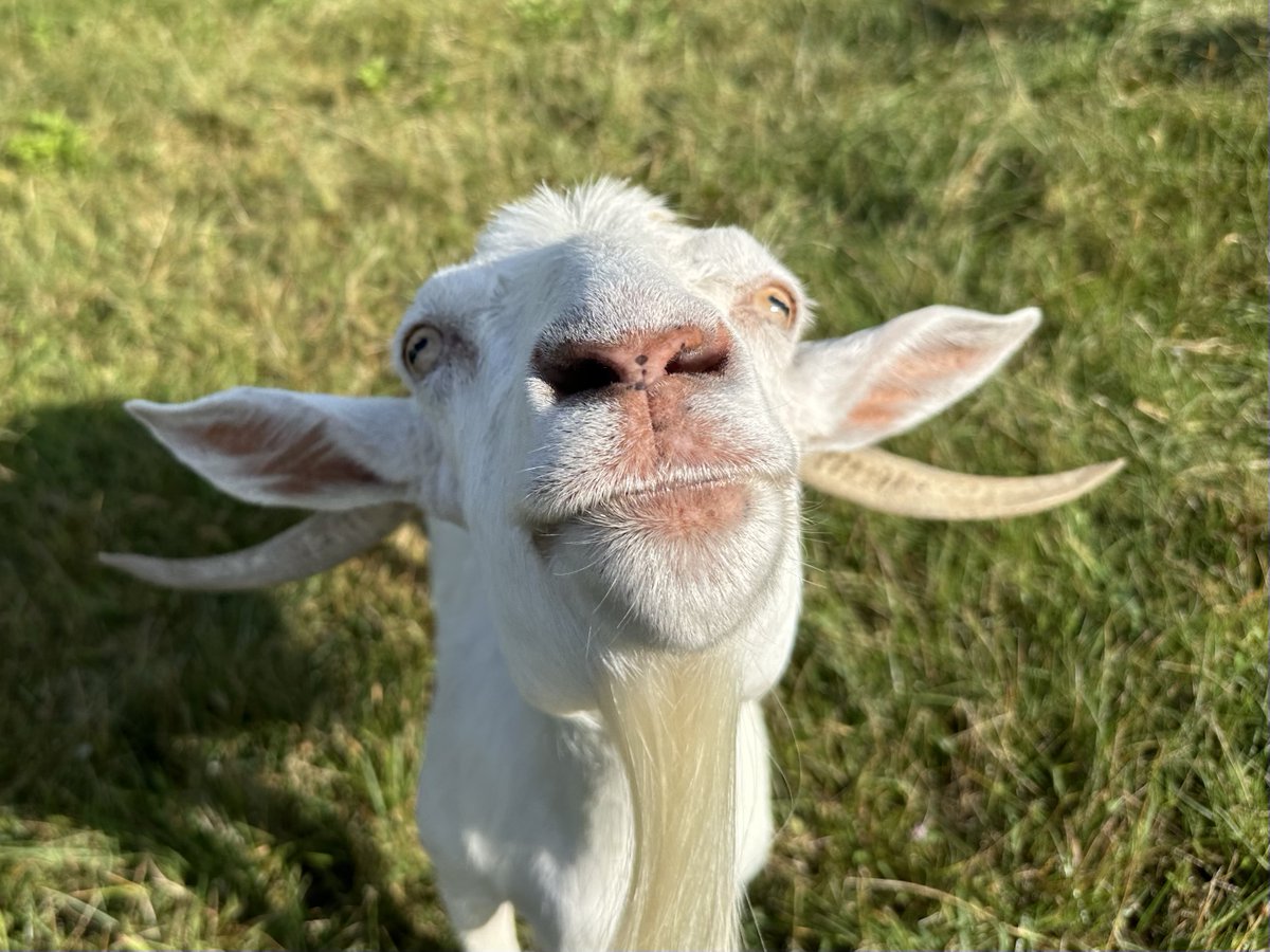 elisa_comer's tweet photo. Feel the need to share a 'lil non-medical happiness.
For those of us who advocate, the #Sjogrens life is more than just that 😉
#NeuroSjogrens
#Happy
#farmchick
#farmlife
#braintumor
#chronicillnesswarrior https://t.co/KdgiyLwCYl