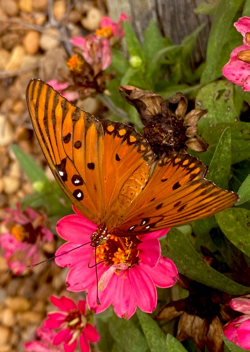 Up next in my Fall butterfly bonanza: Did you know that Gulf fritillaries are actually a very-northern member of the subfamily Heliconiinae, the tropical longwings?