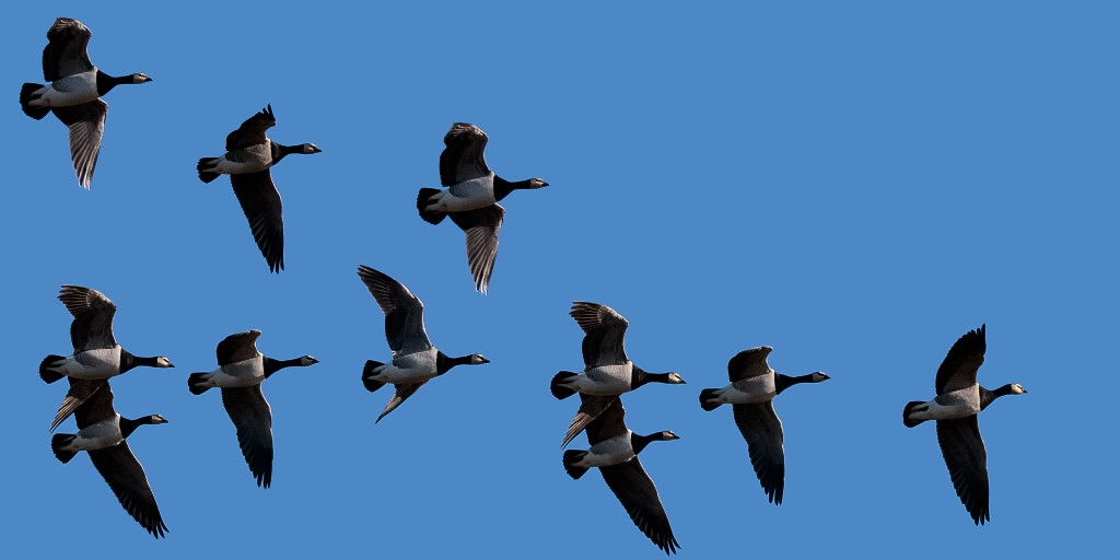 Our first barnies!

A small flock of barnacle geese flew over this afternoon - likely the group resident to the Kinross area. We will begin to see the Svalbard geese at the end of the month. 

📸 Alex Hillier

#BarnacleGeese #Autumn