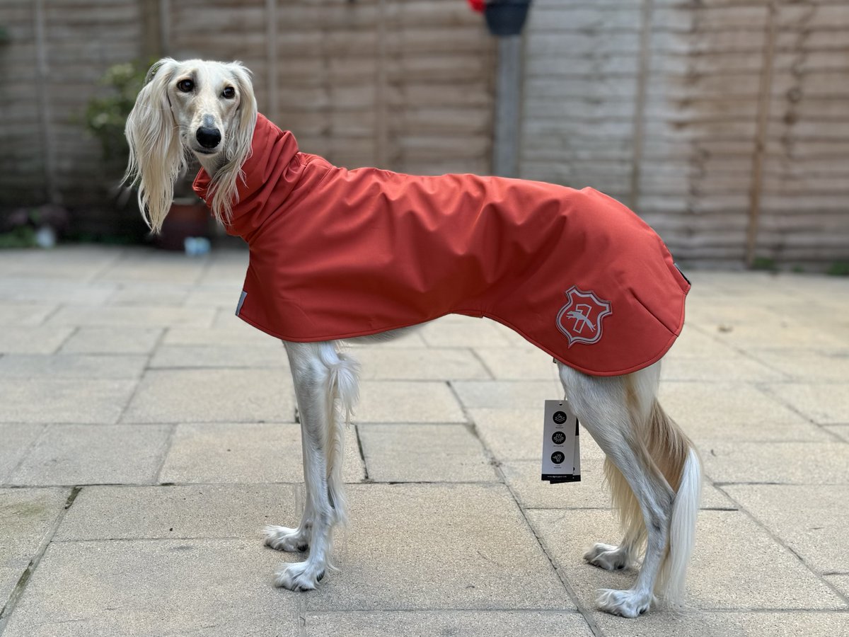 Can we all take a moment to appreciate Saffi’s beautiful ears / locks! 😍

Majestic Saffi is all set for her holiday in her new Basic Raincoat in Paprika. We hope you have a lovely holiday Saffi! 

pointyfaces.co.uk/sighthound-coa…

#saluki #sighthound #pointyfaces #houndsoftwitter
