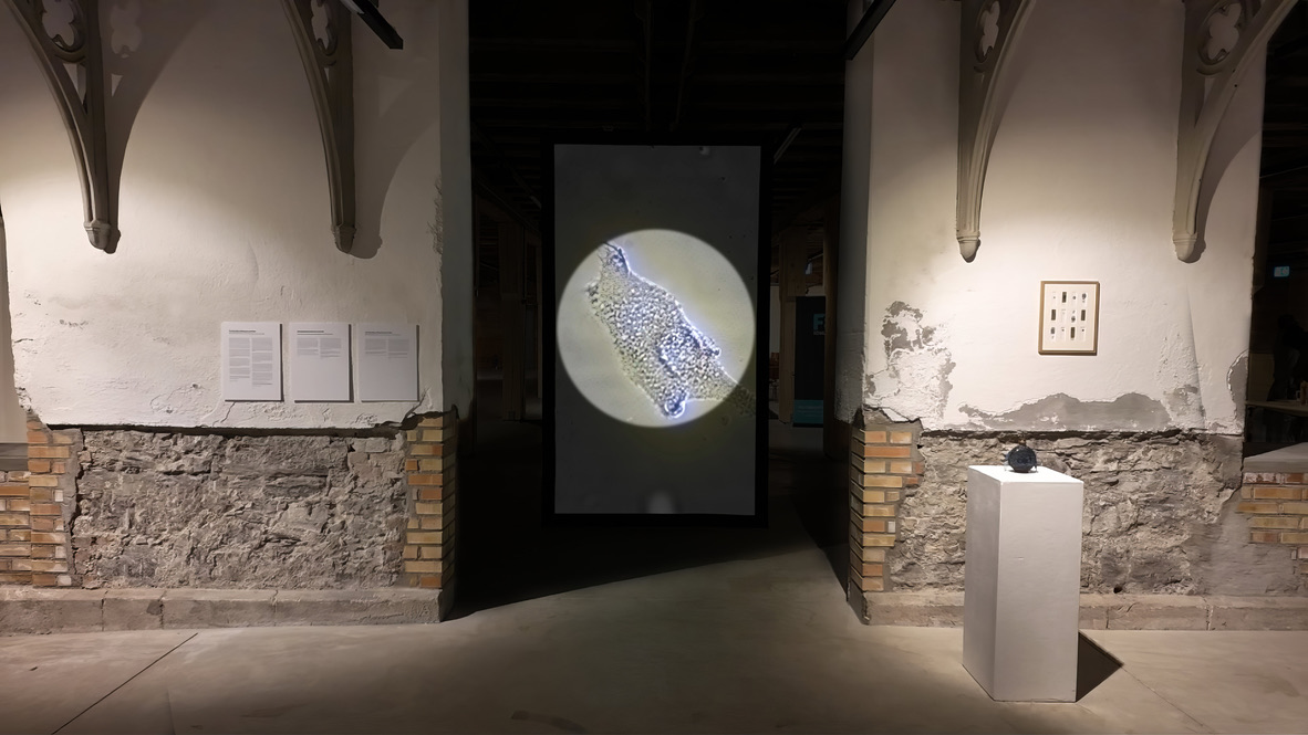 AnnaDumitriu's tweet image. Art exhibitions:
@MuseeDeLaMain 
Alte Saline Hallein/Schmeide
Museum Sinclair-Haus
@MITMuseum
@EdenProject
@Waag
#ParallelVienna2024
Collaborations:
@drjanefreeman
@CaVaessenVe
@james_r_price
@epigeneticsHMGU
@betterfactory
@BOKUvienna
@ModMedMicro
annadumitriu.co.uk/news #BioArt