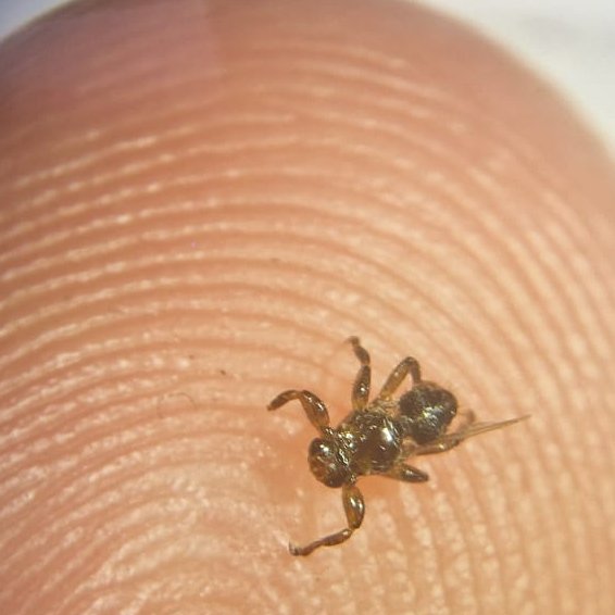 🔝New paper out! 

 Happy to announce a new species of parasitic fly 🪰🦟to science!

Molecular and morphological analysis revealed a new Lipoptena species (Diptera: Hippoboscidae) in southern Spain harbouring Coxiella burnetii and bacterial endosymbionts

sciencedirect.com/science/articl…