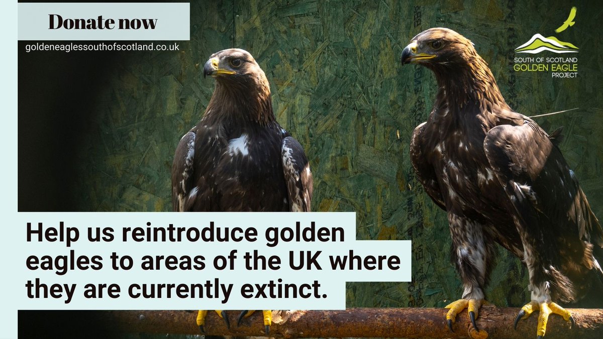 The pioneering South of Scotland Golden Eagle Project needs your help to put plans in place to reintroduce golden eagles to other areas of the UK where they are currently extinct. If you can, please #DonateNow to help #MakeADifference @ goldeneaglessouthofscotland.co.uk  #naturerestoration