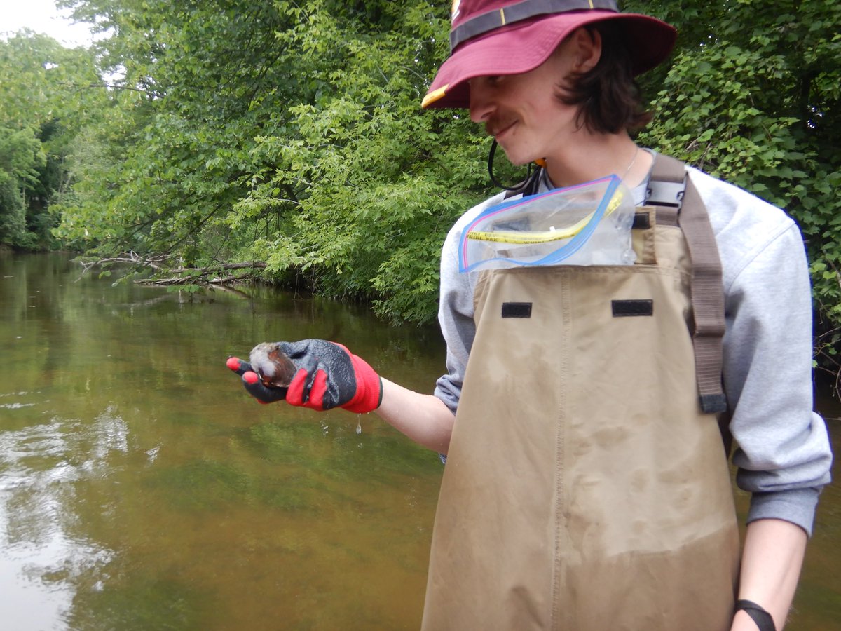 Woolnough Mussel Lab tweet media