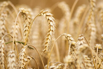 FranceAgriMerFR's tweet photo. 🌾 🚜 FranceAgriMer, en partenariat avec #ARVALIS, publie les résultats partiels sur la qualité de la récolte 2024 de #blé tendre.
Retrouvez les résultats partiels des blés tendres au 09 septembre 2024 👇
https://t.co/wasOzDPQvu https://t.co/kqFNEIKcbl