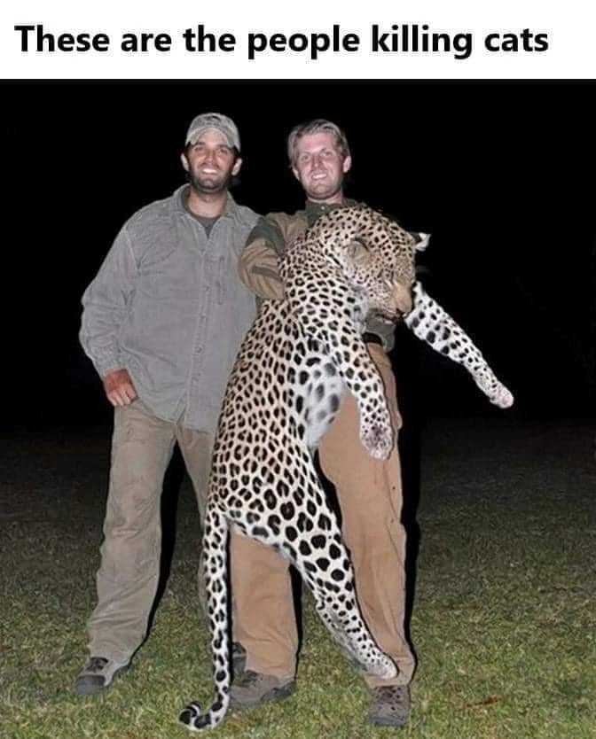 LorenzoTheCat's tweet image. A little clarification.