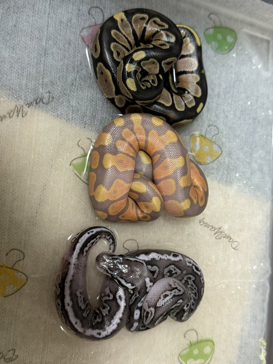 R&M Reptiles tweet media