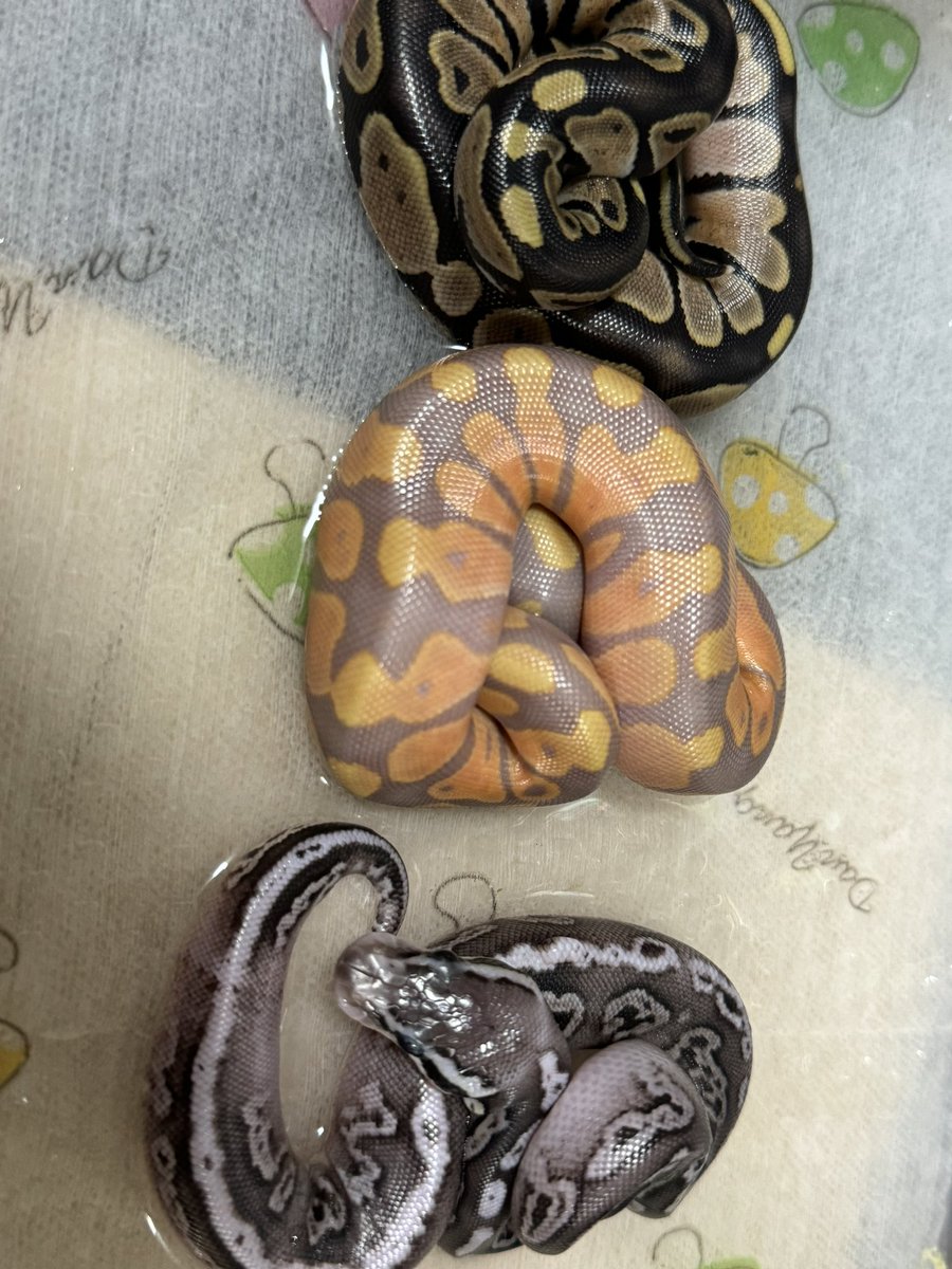 R&M Reptiles tweet media