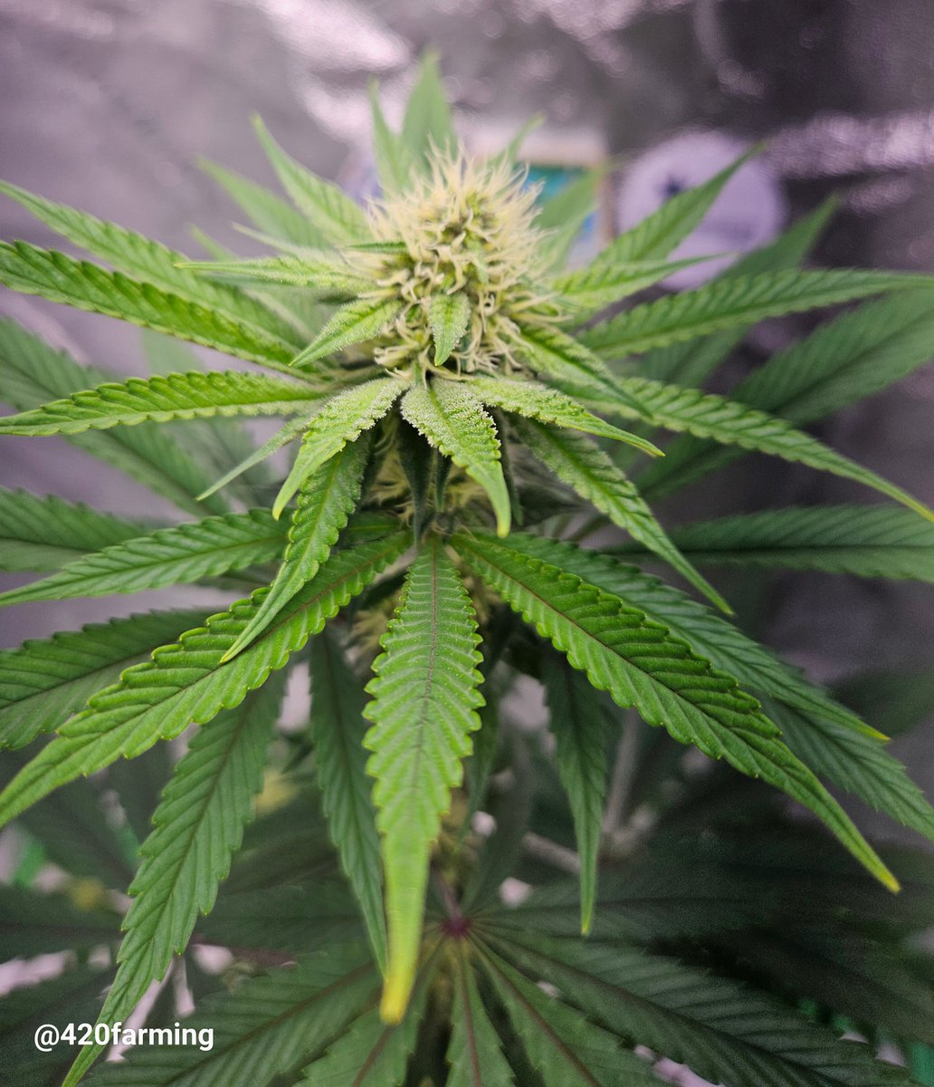 Blue Dream - going wild 
#CannabisLife #CannaLand #cannabisgrower #ege