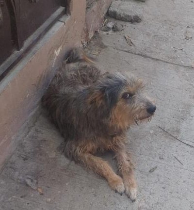 AlertaMePerdi's tweet photo. #ENCONTRADO #GUAYAQUIL
Fecha: 11/09/24
Sector: Norte, Cdla. Alborada 1era. etapa Mz. C, Parque Principal
Sexo: Macho
Raza: Mestizo
Obsv.: Pelaje color café con manchitas blancas
Contacto: 0991611032
¡Ayúdalo a volver con sus tutores!
#AlertaMePerdí https://t.co/nQbJ1txx4t