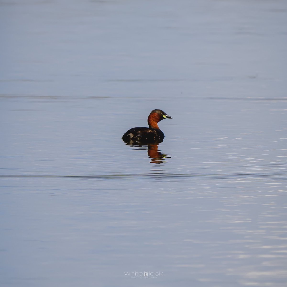 mwhitelock's tweet photo. My final few images from @WWTCaerlaverock from our visit at the end of August. Hopefully we’ll get to visit again next year when on our travels up to Scotland. 
#blackbird #chaffinch #moorhen #littlegreb #wetlands #wwt #wwtcaerlaverock  #wwtwetlands #wildlife #wildlifephotography https://t.co/bwJcTitKtj