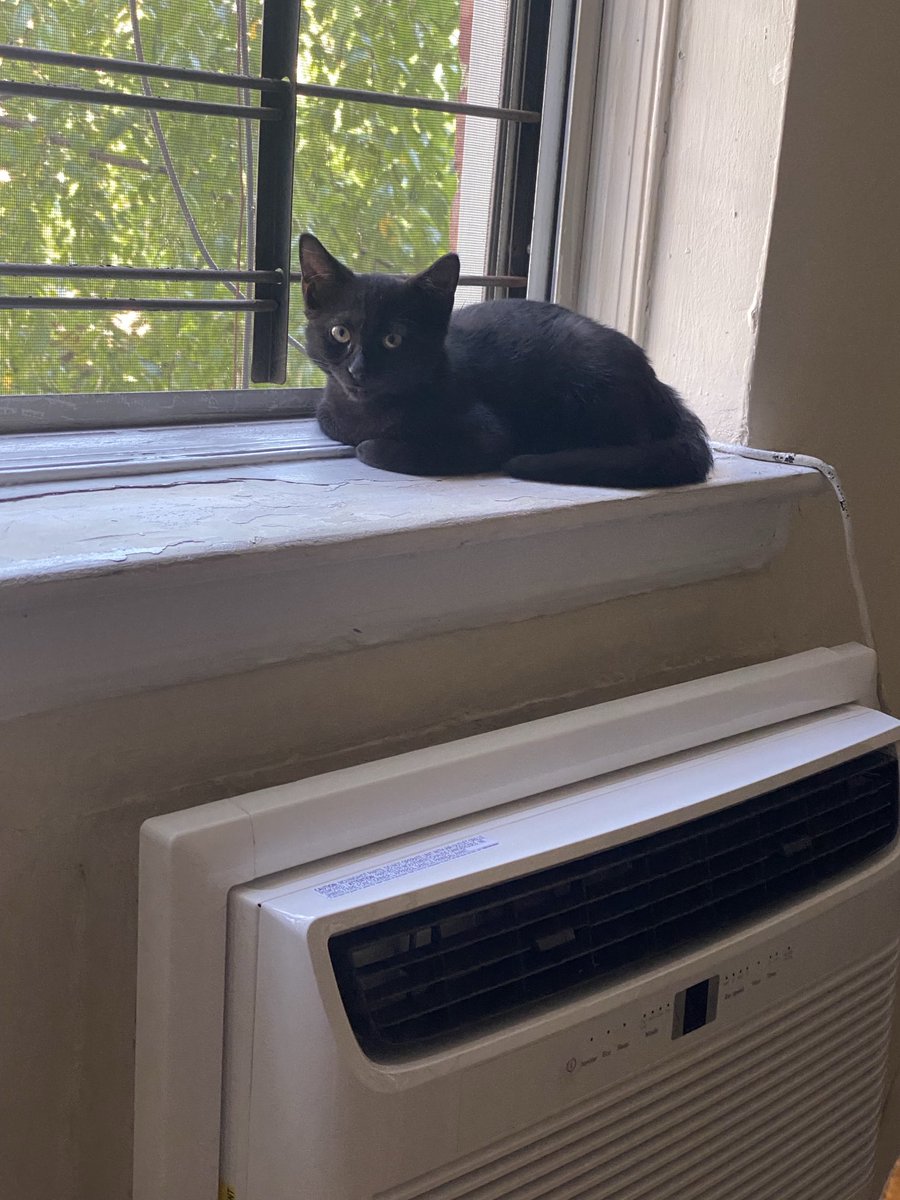 FrankConniff's tweet photo. Billy on the windowsill, wondering where Carole King is. https://t.co/QKyrFGttxo