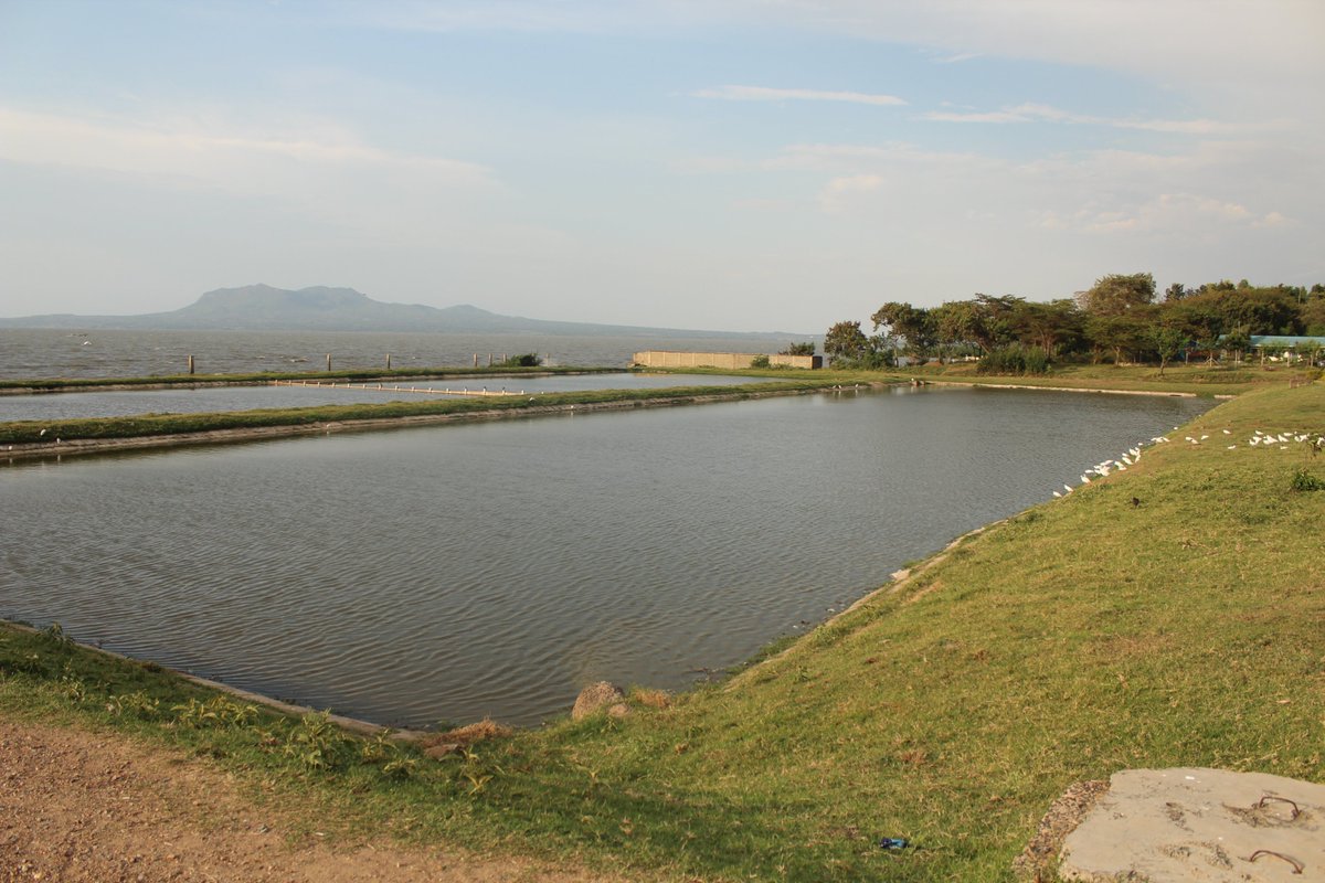 HOMAWASCO (Water is Life) tweet media