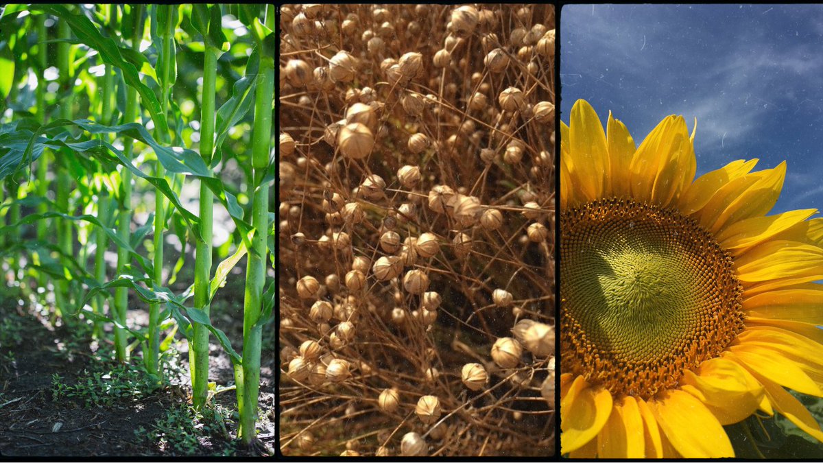 Manitoba Crop Alliance (@mb_cropalliance) on Twitter photo The <a href="/umanitoba/">University of Manitoba</a> is hiring an Agronomist in Residence – Special Crops. This position will lead the development of an applied research program focused on advancing corn, flax and sunflower production in Manitoba.
Learn more and apply today: ow.ly/Mgso50TmhQx
#MbAg #cdnag The <a href="/umanitoba/">University of Manitoba</a> is hiring an Agronomist in Residence – Special Crops. This position will lead the development of an applied research program focused on advancing corn, flax and sunflower production in Manitoba.
Learn more and apply today: ow.ly/Mgso50TmhQx
#MbAg #cdnag