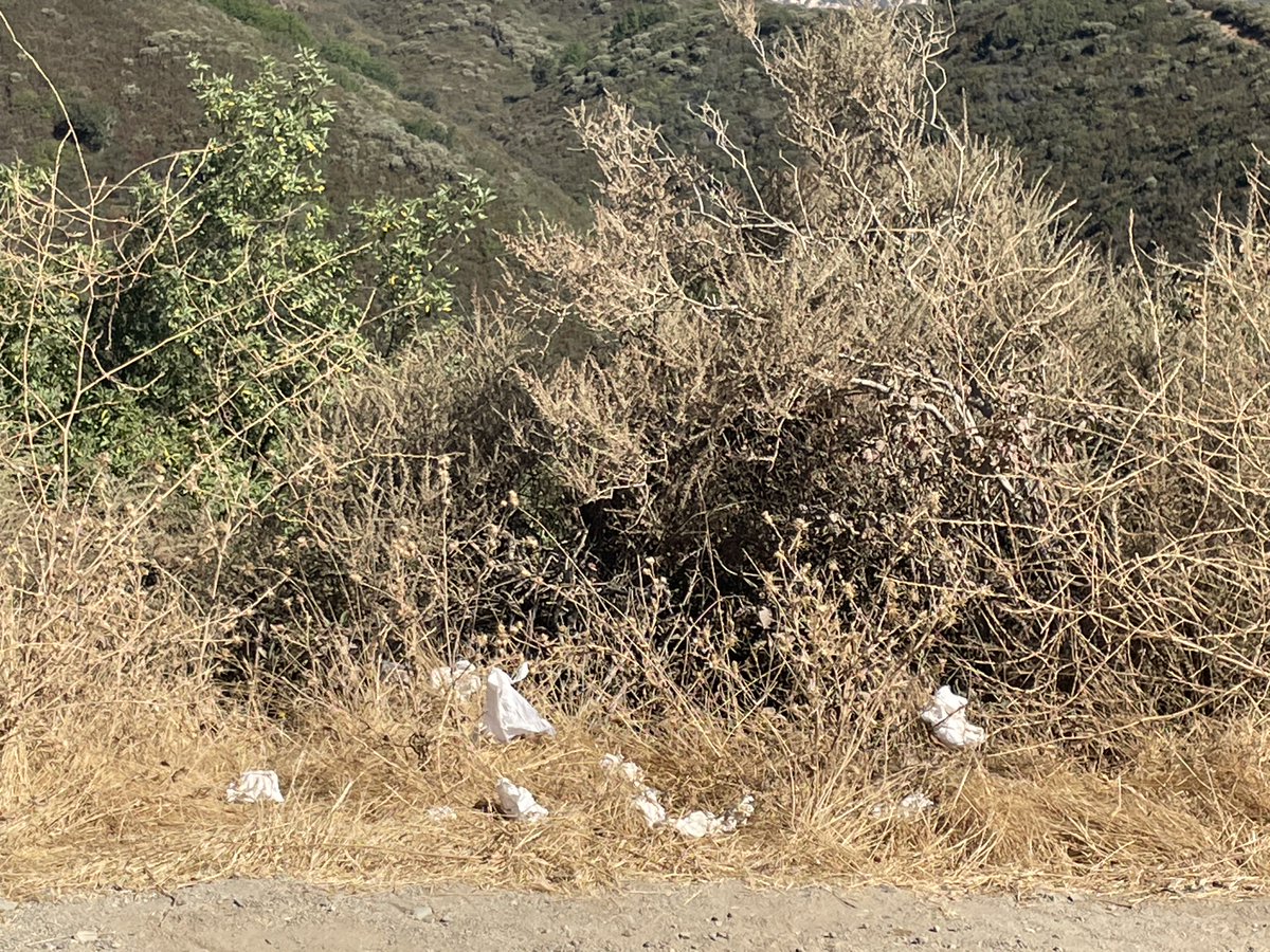 LosPadresNF's tweet photo. The ocean views from W Cuesta Road are stunning after the morning marine layer has lifted. A refreshing hike however can be spoiled by these unsightly "white flowers." Please do your part to stop the spread of invasive species &amp; pack out all trash. #Respectandprotect https://t.co/xJxmPYpLU4