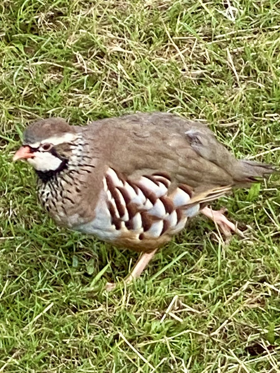 Day 4 .the final day of Wandlebury maintenance week <a href="/gogmagog_golf/">The Gog Magog G.C.</a> club..  it’s been a very busy productive week for all of the <a href="/GogMagogTeam/">Gog Magog Estates Team</a> hats off to everybody in the department !! Fingers crossed for some good weather for a swift recovery ⛳️ back open tomorrow 🤙
