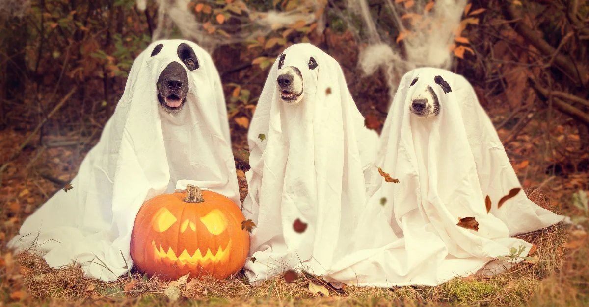 46 Spooktacular October Content Ideas (+Examples) dlvr.it/TD8y3K