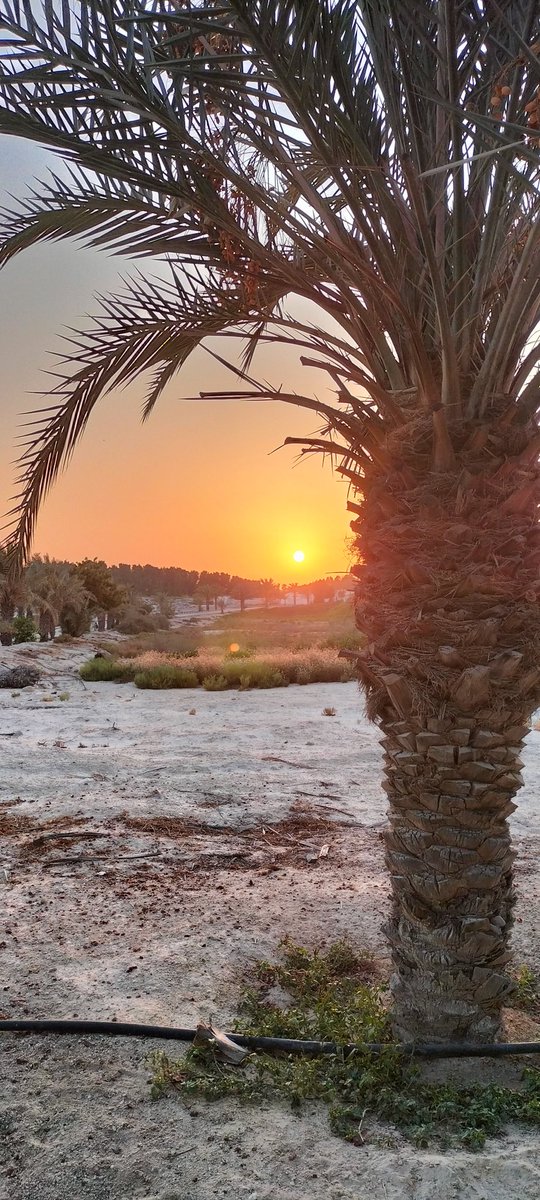 BalochQb's tweet photo. Beautiful evening UAE Ruwais Al Dhannah city https://t.co/KHm33oo8tu