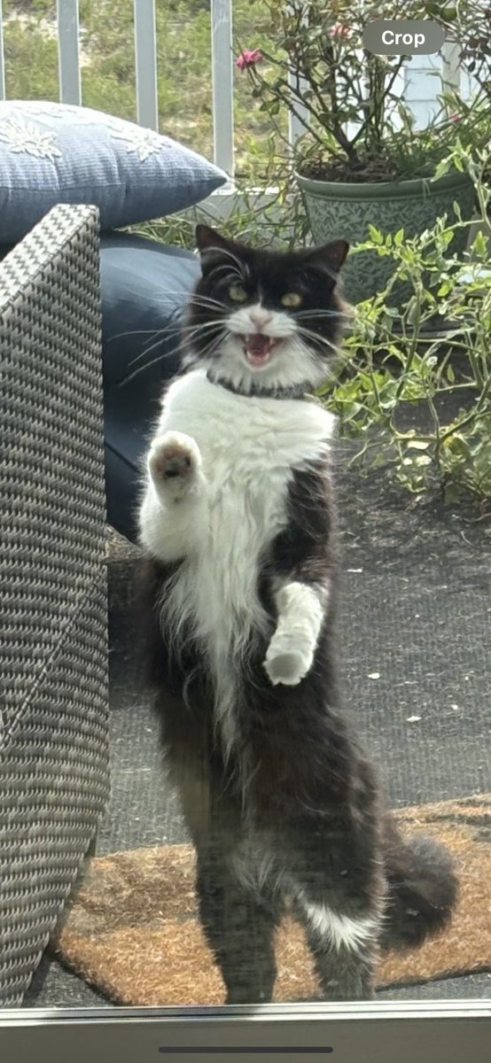 sweeetcyanide's tweet image. Accidentally shut my cat out for 2 mins and he’s all mad.  B*tch, we found you in a dumpster.  Simmer down.