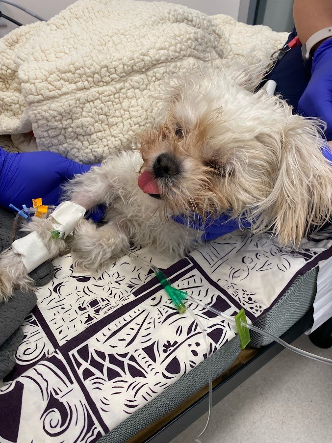 sfspca's tweet photo. Kelsey is healing from hip & tendon surgery when it was found that she had an old injury that needed repair. Our Shelter Medicine team successfully performed surgery and Kelsey has been recovering well in foster. Wish her luck for the rest of her journey! 🐾 #SFSPCAprograms https://t.co/rfJRGhg0Hh