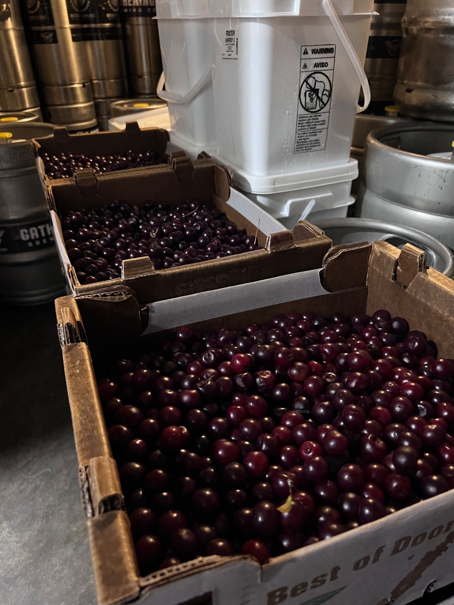 GatheringPlBeer's tweet photo. The limbs... they've been shaken...

FOUR HUNDRED lbs of cherries from our friends at Door County Fruit Connection are HERE &amp; ready to be made into this year's Limb Shaker Belgian-Style Tripel! Come try it (+ versions from previous years) Saturday, October 12 in both taprooms🍒🍻 https://t.co/DnjqXywiTQ