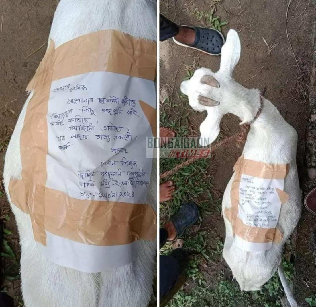 BongaigaonTimes's tweet image. এখন বিদ্যালয়ৰ প্ৰধান শিক্ষকে এটা ছাগলীৰ পিঠিত লিখি পঠিয়ালে এক বিশেষ বাৰ্তা।

#bongaigaontimes #funnyposts #assam #Dhemaji #Bordoloni #entertainmentnews