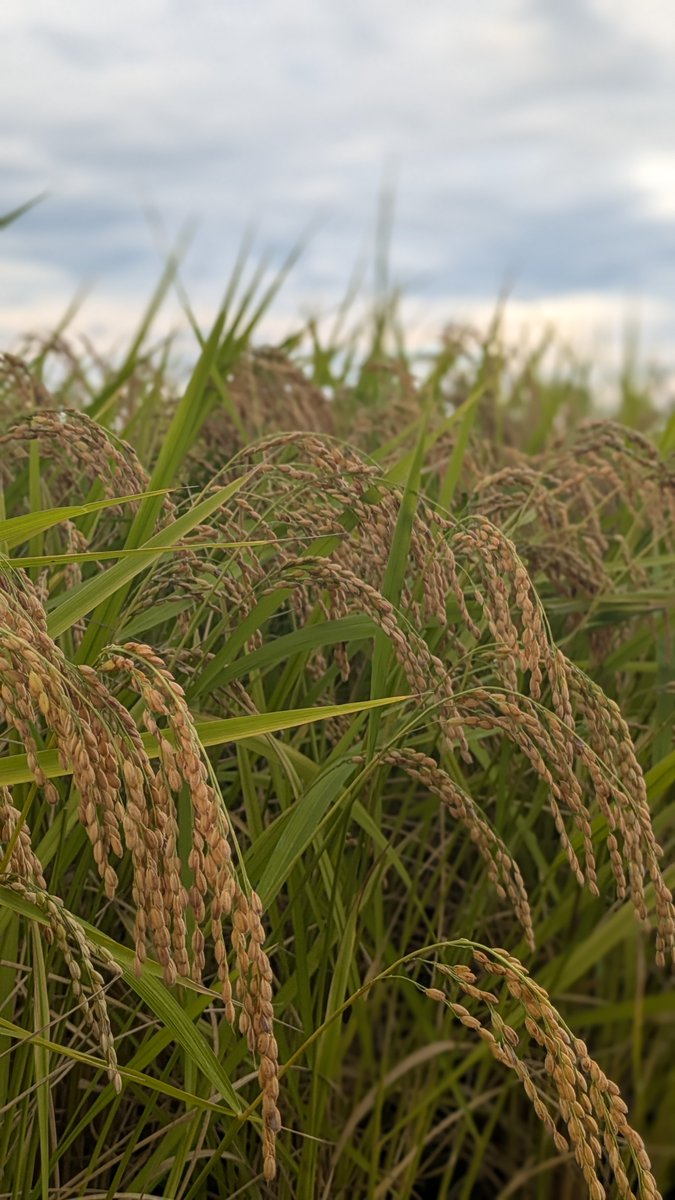 abesan_okomesan's tweet photo. はじめまして！

福島県郡山市の米農家です🌾

お米の魅力をもっと広めたい！
今年もとってもおいしく実ったお米を
たくさんの人に食べていただきたい…🍚

そんな思いから、今年度より
個人販売をはじめました。

これからどうぞよろしくお願いいたします！

#米農家  #お米大好き #東北のお米 https://t.co/hU3nGbtUFh