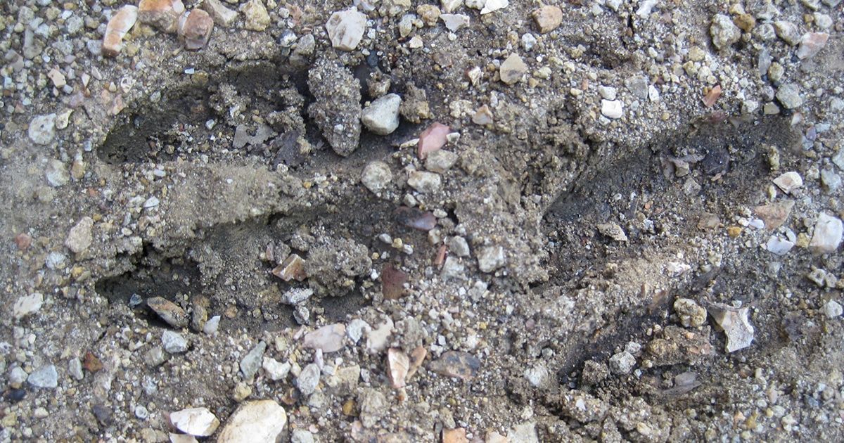 Can you tell buck tracks from doe tracks? Here's a review of the science on deer hoofs: buff.ly/3Xmtv1B
