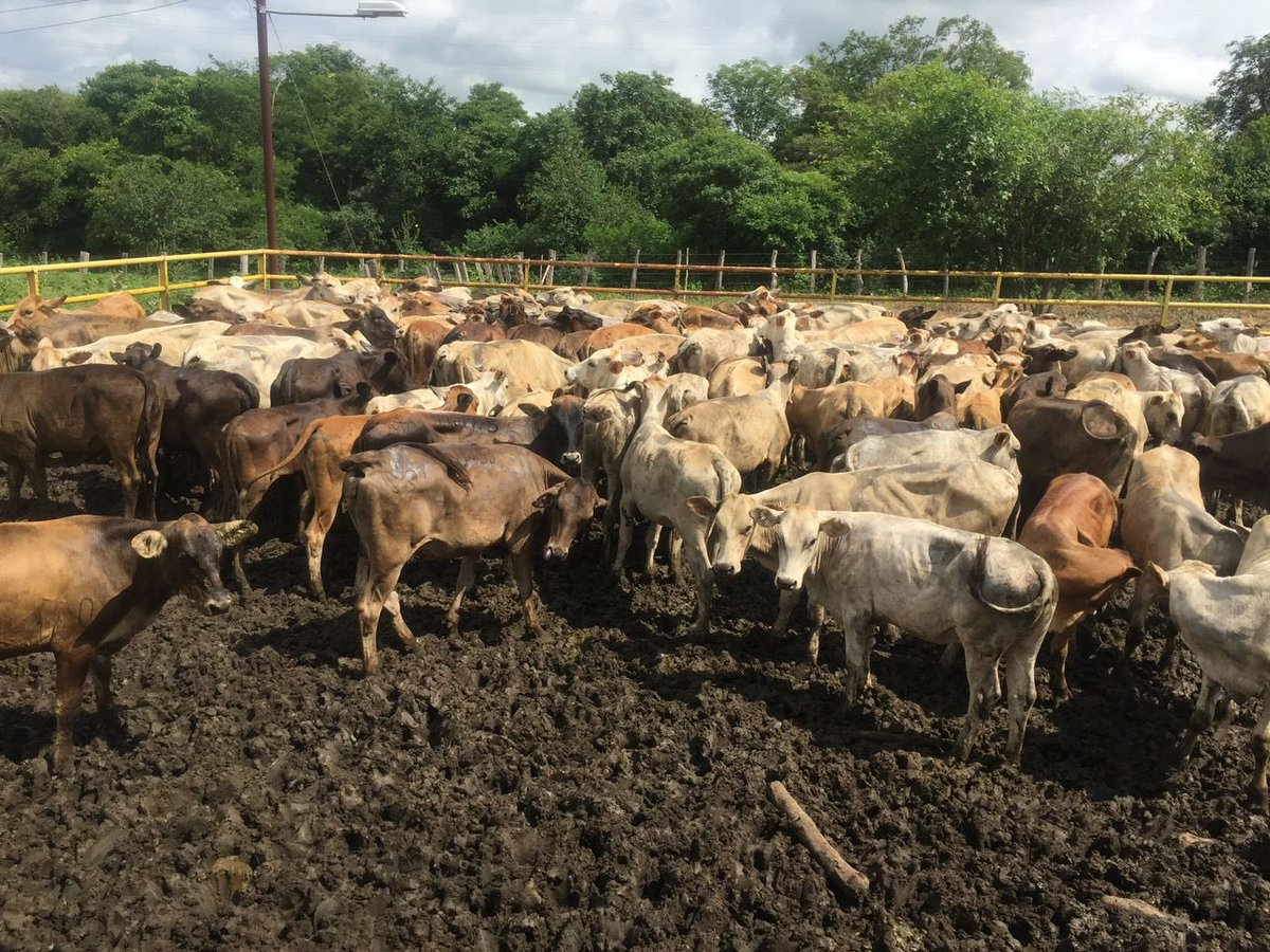 En el municipio Machiques de Perija, la productora agropecuaria Yusnary Gómez fue victima 2 veces de un robo de más de 160 reses, y en la 2da oportunidad el personal fue amarrado en la finca. A las autoridades competentes se les agradece la mayor acción posible para estos casos.
