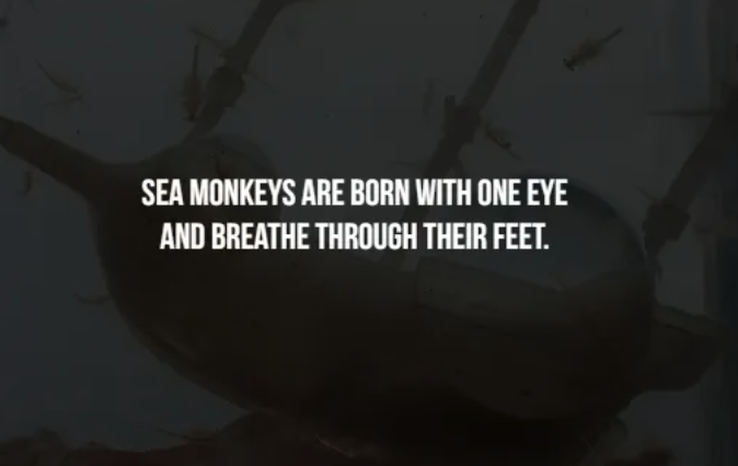 TCWTMedia's tweet image. 🦐👁️ Terrifying Thursday Fact! 👁️🦐

 😱 These tiny creatures, also known as brine shrimp, start life with a single eye and later develop two more as they grow. Plus, they have gill-like structures on their feet for breathing! 🤯
 #TerrifyingThursday #SeaMonkeys