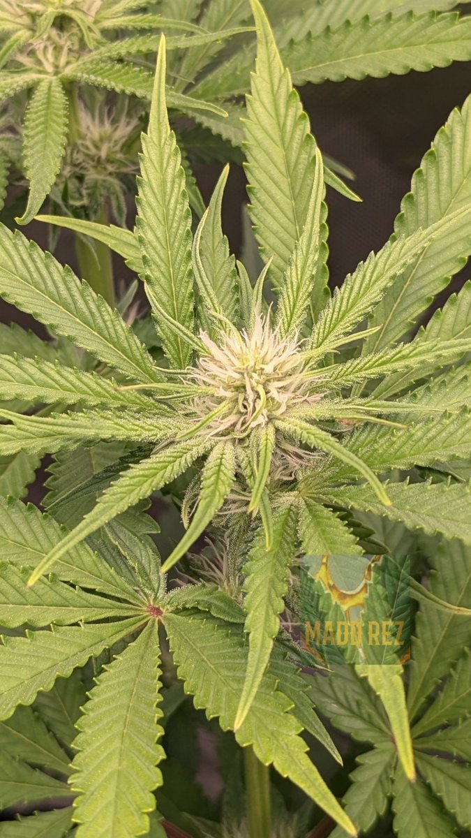 Fuckle Berries 🖕🫐🍓 Well on their way at the end of Week 3
@matyice420