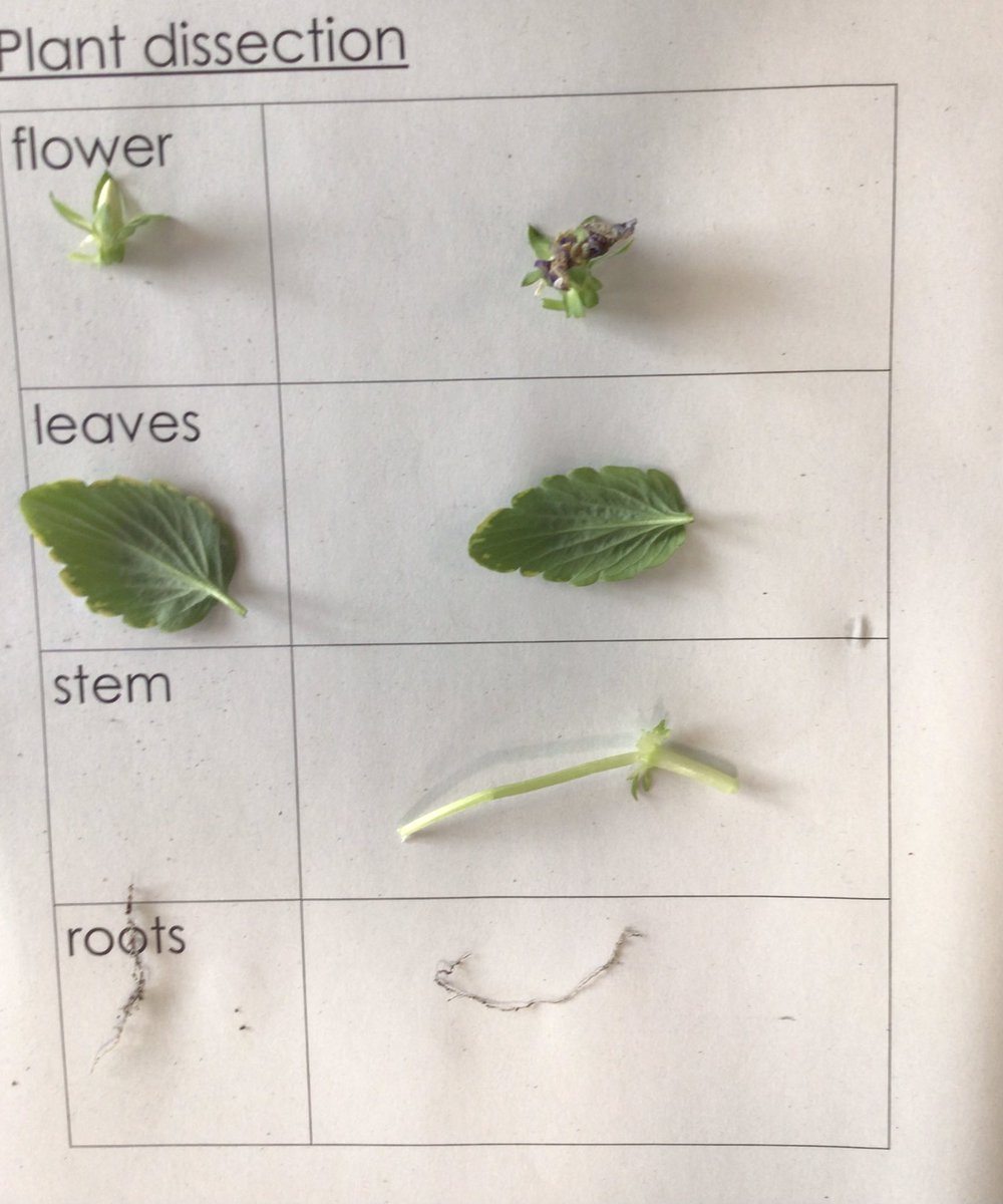 SHPYear3's tweet photo. Year 3 have been dissecting plants to help them to learn about the functions of the roots, stem, leaves and flower. https://t.co/mMsyeZvrcN