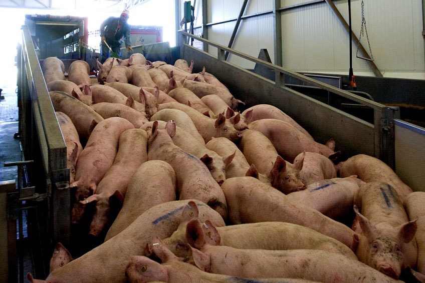 scottmcauleynet's tweet photo. @BFirstParty What makes you think one way of killing a sentient being is better and more moral than another? If you want to ban “all barbaric ritual slaughter” there will be no meat eaten. https://t.co/FITjtk2Ksv