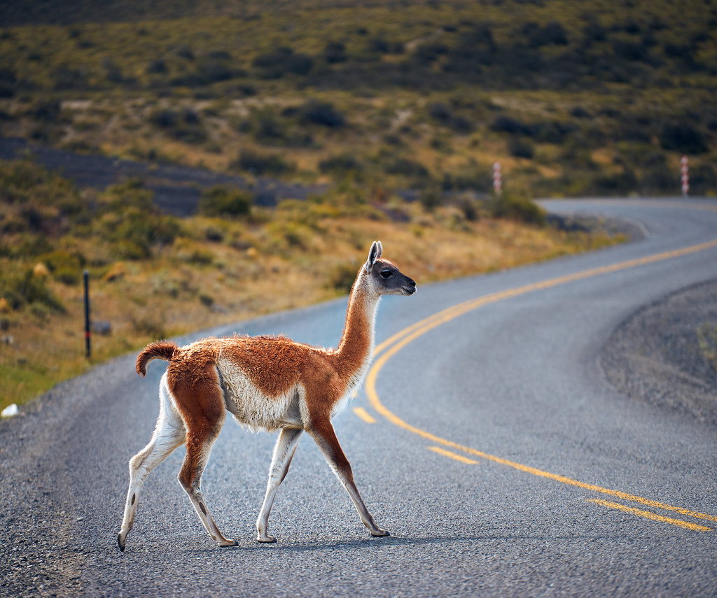 USGS's tweet photo. The new Atlas of Ungulate Migration maps 20 migrations of hooved mammals from around the world, including the longest mule deer migration on record, the subject of long-term USGS research.🗺️🦌🦓🐘 Learn more👉https://t.co/MIoQ5e243R

#AnimalMigration #ConservationData #Wildlife https://t.co/VOCO0r1uRM