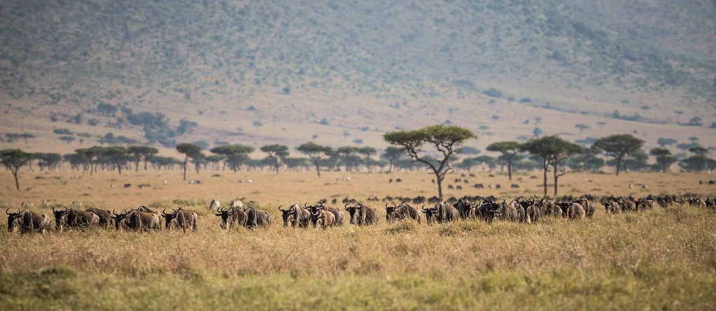 USGS's tweet photo. The new Atlas of Ungulate Migration maps 20 migrations of hooved mammals from around the world, including the longest mule deer migration on record, the subject of long-term USGS research.🗺️🦌🦓🐘 Learn more👉https://t.co/MIoQ5e243R

#AnimalMigration #ConservationData #Wildlife https://t.co/VOCO0r1uRM