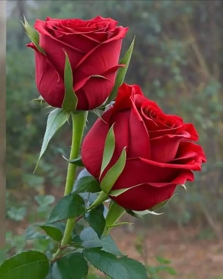 اسعد الله مسائكم بكل خير