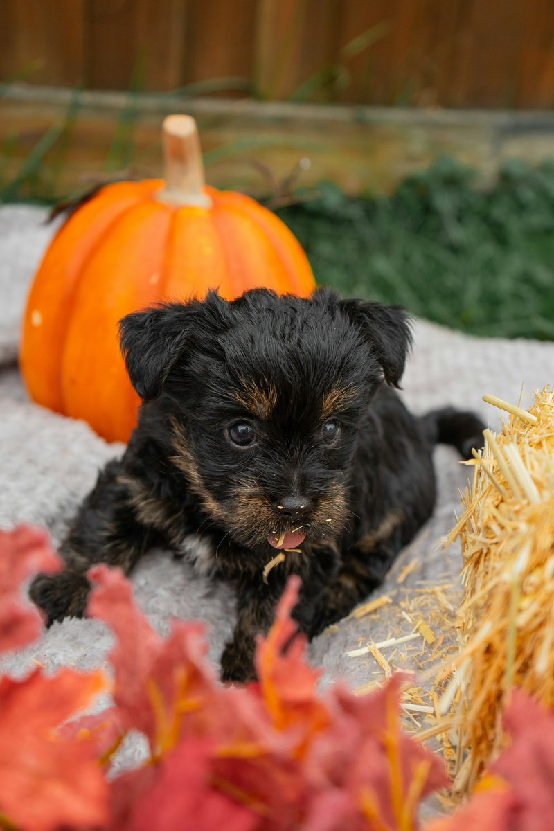PaWonderz's tweet photo. Pumpkin spice and everything nice 🎃🍂🐾 #AutumnPuppy #FallFeels #PumpkinPup #CozySeason https://t.co/JCgYR7QMe0