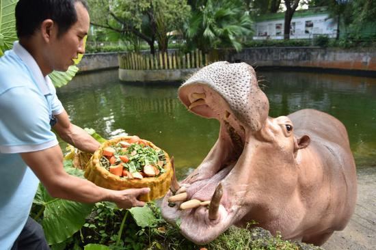 ChinaEmbOttawa's tweet image. #MidAutumnFestival means mooncakes for everyone! As families across China gather for this annual celebration, zoo keepers make sure their furry friends get in on the fun with their own special #mooncakes!