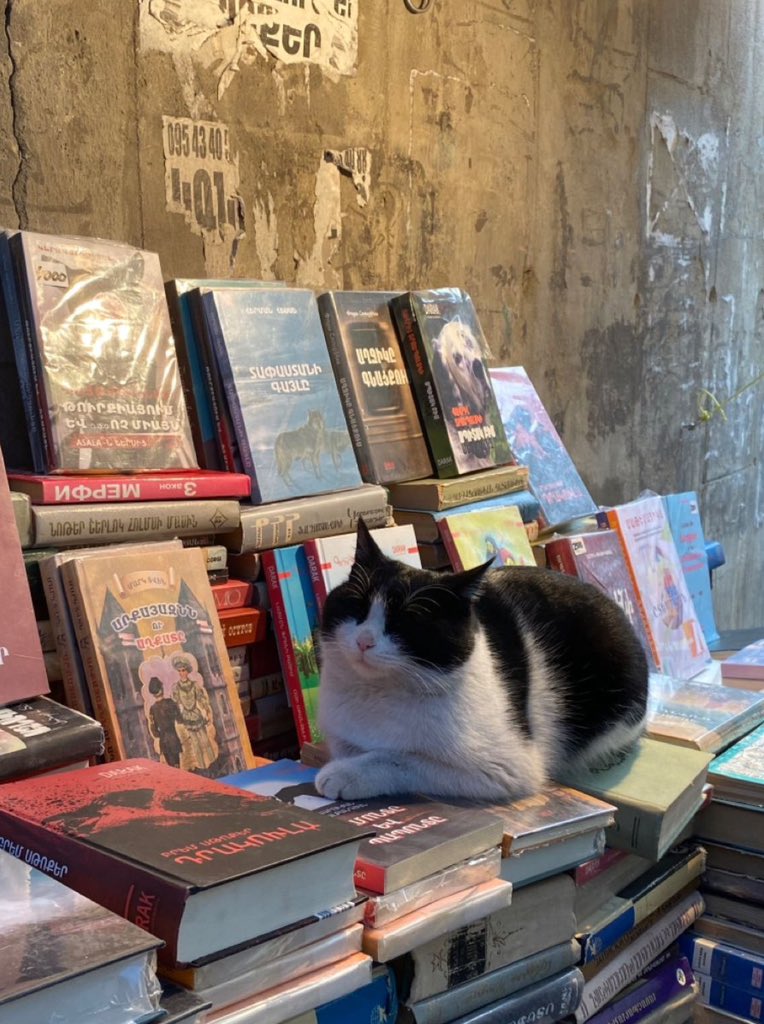 jayo7i's tweet image. 🐈‍⬛📚❤️‍🩹