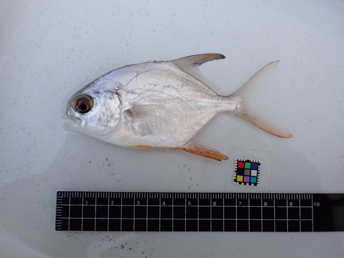 魚類学会のあと佐賀県と鹿児島県へ突撃してきました
高校時代の先輩や同期と採集に行くことができとても有意義でした