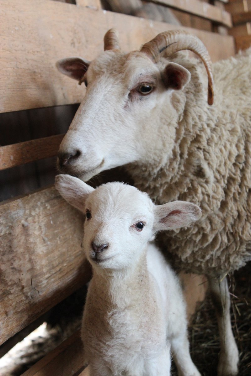 In March officers dealt with an incident near the Hants/Wilts border where a dog attacked and injured lambs &amp; ewes

The dog owner has now been issued a Conditional Caution, and must pay £1,000 compensation to the farmer &amp; abide by a Dog Behaviour Contract

#OpRecall #HantsRural