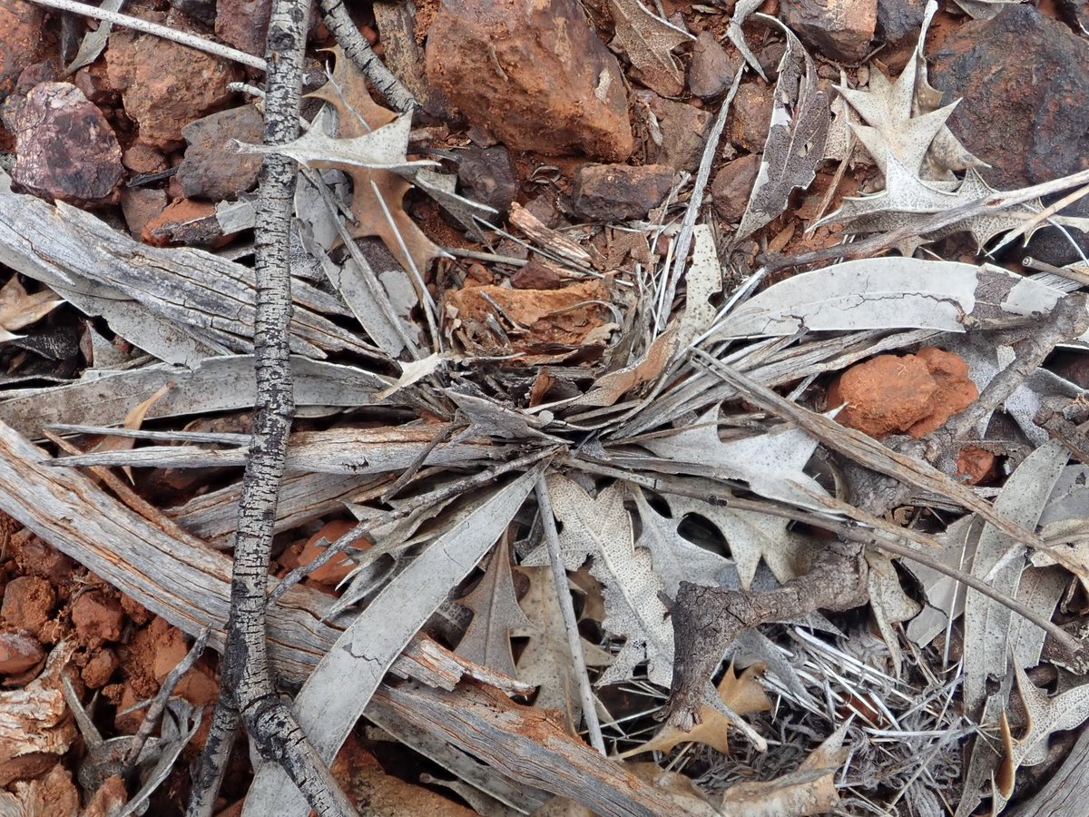 Arachnid Architects: Part 2! - Another of the wacky spider burrows that we found a few weeks ago, out at Helena and Aurora Range in Western Australia. This and the last burrow are made by undescribed species in the genus 𝑰𝒅𝒊𝒐𝒔𝒐𝒎𝒂, and they were found at the same site!