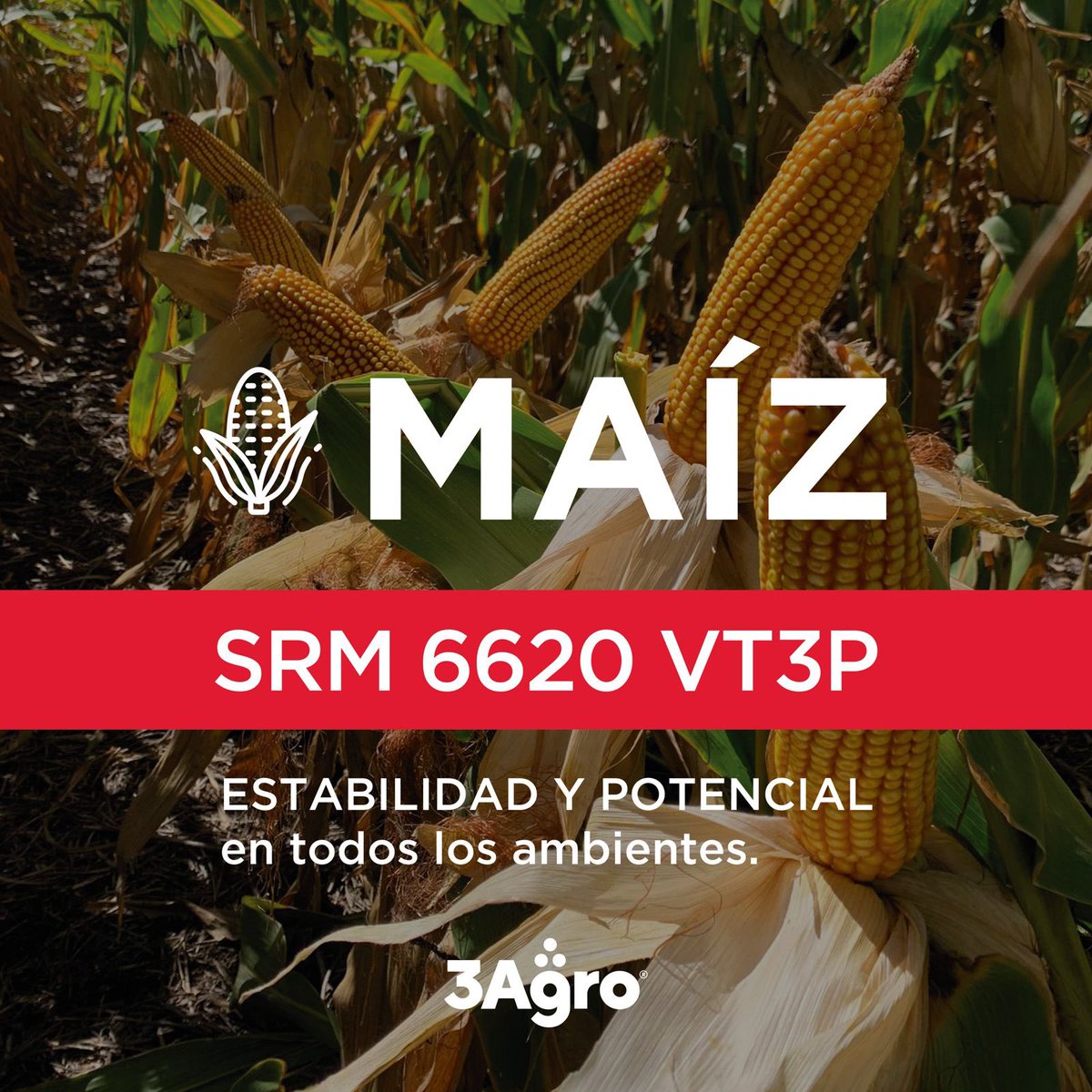 3agro's tweet photo. 🌽𝗠𝗔𝗜𝗭 𝗦𝗥𝗠 𝟲𝟲𝟮𝟬 𝗩𝗧𝟯𝗣

🔝🔥Estabilidad y potencial en todos los ambientes.

@lgsemillas 

#3agro #lgsemillas #maízlg https://t.co/MLNSZaAKmL
