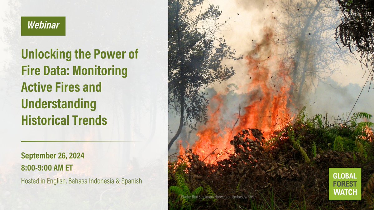 As fire activity increases, it is more important than ever to understand where fires occur so more effective responses can be developed. 🔥

Join us for a webinar on September 26 to learn how to access and use fire data on the GFW platform. Register here: gfw.global/3B1HjHx