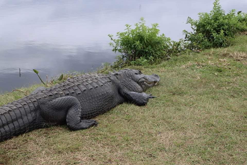GatorsDaily's tweet image. mmmmmm gator mode