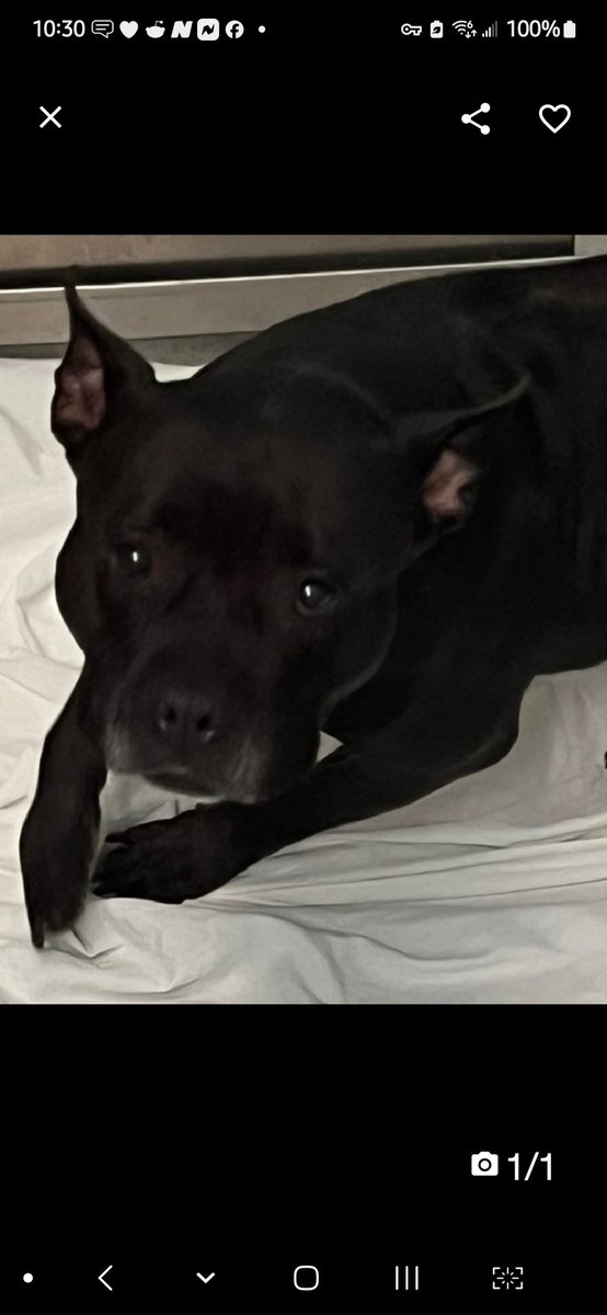 MyBoxerLuvMac1's tweet photo. 💞Mickey💞
▪️New Intake🎯
#NYCACC #209543 5y

Precious sweetie's💔
Beautiful, black velvet fur, striking, sad eyes.
Stressed in tiny cell, all she wants is 2 be loved!
Needs loving, #Adopter/N.East #Foster,  2 decompress.

DM @CathyPolicky
Pls #pledge 
💞M
https://t.co/9Npj1bBjXL https://t.co/OwA6wAsIg7
